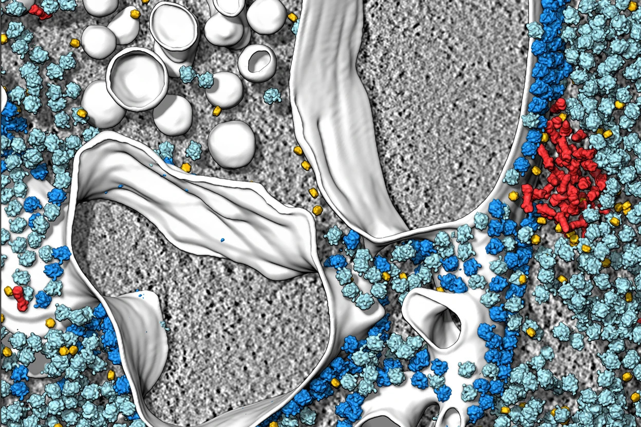 Macromolecular crowding: direct visualization of degradation microcompartments at the ER membrane